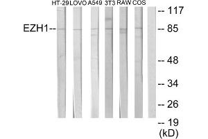 Western blot analysis of extracts from HT-29 cells, LOVO cells, A549 cells, NIH-3T3 cells, RAW264. (EZH1 抗体  (Internal Region))