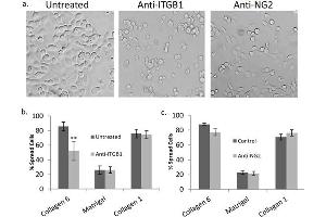 COL6-mediated spreading requires ITGB1, not NG2. (COL6 蛋白)