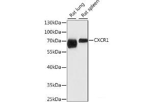 Western blot analysis of extracts of various cell lines using CXCR1 Polyclonal Antibody at dilution of 1:1000. (CXCR1 抗体)