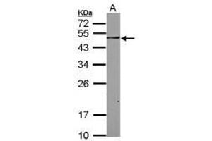 Image no. 2 for anti-SH3-Domain Binding Protein 5 (SH3BP5) (AA 108-455) antibody (ABIN1500916) (SH3BP5 抗体  (AA 108-455))
