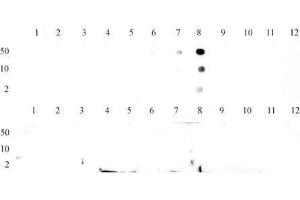 Histone H3 trimethyl Lys9 antibody tested by dot blot analysis. (Histone 3 抗体  (H3K9me3))
