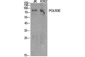 Western Blot (WB) analysis of specific cells using POLR3E Polyclonal Antibody. (POLR3E 抗体  (Internal Region))