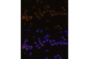 Immunofluorescence (IF) image for anti-Killer Cell Lectin-Like Receptor Subfamily C, Member 4 (KLRC4) (AA 1-55) antibody (ABIN7268115)