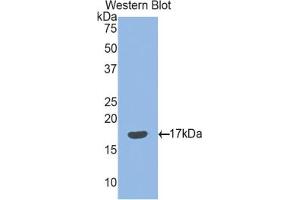 Western blot analysis of the recombinant protein. (SEMA3F 抗体  (AA 604-785))
