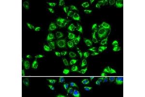 Immunofluorescence analysis of U2OS cells using RPS16 Polyclonal Antibody (RPS16 抗体)