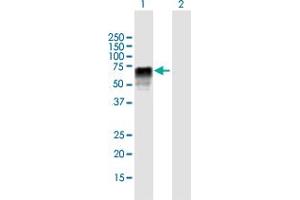 Western Blot analysis of ZRSR2 expression in transfected 293T cell line by ZRSR2 MaxPab polyclonal antibody. (ZRSR2 抗体  (AA 1-482))