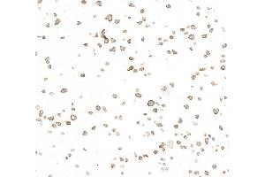 Immunocytochemistry (ICC) image for anti-CD5 (CD5) (AA 445-495) antibody (ABIN7454003)