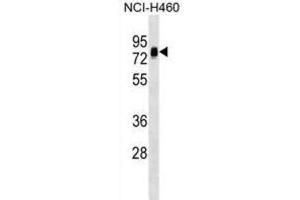 Western Blotting (WB) image for anti-Nucleosome Assembly Protein 1-Like 3 (NAP1L3) antibody (ABIN2999483) (NAP1L3 抗体)