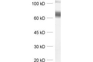dilution: 1 : 1000, sample: synaptic membrane fraction (LP1) of rat brain (SLC6A11 抗体)