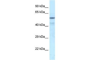 WB Suggested Anti-NRF1 Antibody Titration:  0.