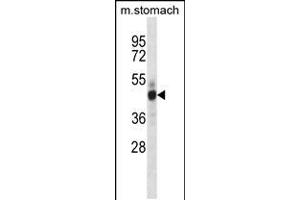 Mouse Mst4 Antibody (Center) (ABIN657993 and ABIN2846939) western blot analysis in mouse stomach tissue lysates (35 μg/lane). (STK26/MST4 抗体  (AA 271-299))