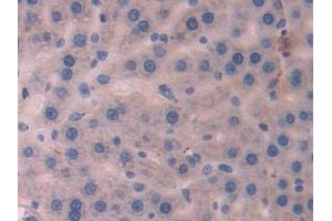 Immunohistochemistry (IHC) image for anti-Phospholipase A2, Group IID (PLA2G2D) (AA 20-134) antibody (ABIN7443731)