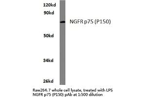 Western blot (WB) analysis of NGFR p75 antibody (Cat-No. (NGFR 抗体)