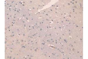 IHC-P analysis of Mouse Brain Tissue, with DAB staining. (SCGN 抗体  (AA 1-276))