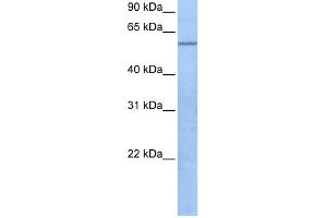 TRAF3IP3 antibody used at 1 ug/ml to detect target protein. (TRAF3IP3 抗体  (C-Term))