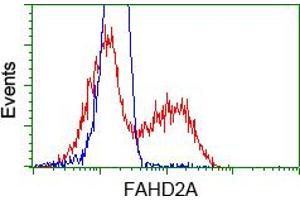 HEK293T cells transfected with either pCMV6-ENTRY FAHD2A (RC211128) (Red) or empty vector control plasmid (Blue) were immunostained with anti-FAHD2A mouse monoclonal (ABIN2453022), and then analyzed by flow cytometry. (FAHD2A 抗体)