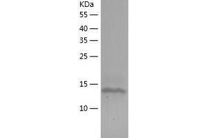 Western Blotting (WB) image for Fms-Related tyrosine Kinase 3 Ligand (FLT3LG) (AA 27-181) protein (His tag) (ABIN7122983)