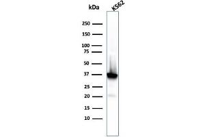 Western Blot Analysis of K562 cell lysate using NPM1 Recombinant Mouse Monoclonal Antibody (rNPM1/1901). (Recombinant NPM1 抗体  (AA 185-287))