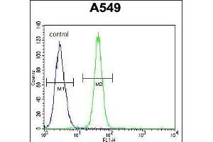 FBXO24 Antibody (Center) (ABIN654961 and ABIN2844600) flow cytometric analysis of A549 cells (right histogram) compared to a negative control cell (left histogram). (FBXO24 抗体  (AA 118-145))