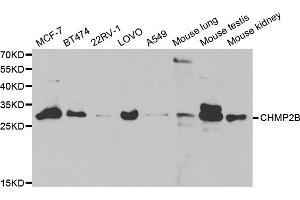 Western blot analysis of extracts of various cell lines, using CHMP2B antibody. (CHMP2B 抗体)
