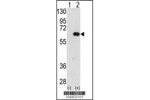 Western blot analysis of AMFR using AMFR Antibody using 293 cell lysates (2 ug/lane) either nontransfected (Lane 1) or transiently transfected with the AMFR gene (Lane 2).