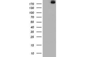 Image no. 2 for anti-Ubiquitin Specific Peptidase 9, X-Linked (USP9X) (AA 2246-2570) antibody (ABIN1491228) (USP9X 抗体  (AA 2246-2570))