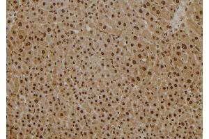 ABIN6277607 at 1/100 staining Mouse liver tissue by IHC-P. (PSMB2 抗体  (Internal Region))