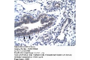 Human Lung (Cyclin H 抗体  (C-Term))