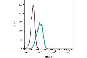Cell surface detection of Ephrin-B1 in live intact human  megakaryoblastic leukemia cells:Cells.