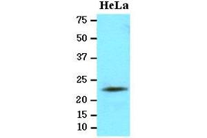 Western Blotting (WB) image for anti-Lipopolysaccharide-Induced Tumor Necrosis Factor-alpha Factor (LITAF) (AA 1-161), (N-Term) antibody (ABIN371885) (LITAF 抗体  (N-Term))