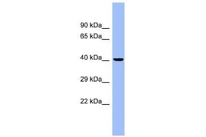 CEACAM6 antibody used at 1 ug/ml to detect target protein. (CEACAM6 抗体)