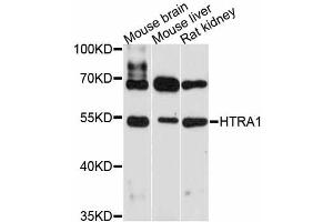 Western blot analysis of extracts of various cell lines, using HTRA1 antibody (ABIN5997944) at 1:3000 dilution. (HTRA1 抗体)