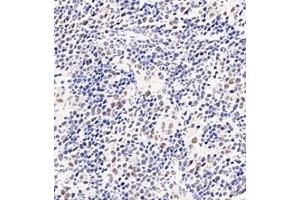 Immunohistochemistry analysis of paraffin-embedded mouse spleen using,PQBP1 (ABIN7075126) at dilution of 1: 6000