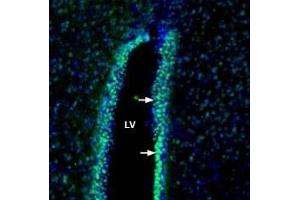 Expression of Contactin-1 in rat cerebral ventricle:Immunohistochemical staining of perfusion-fixed frozen rat brain sections with Anti-Contactin-1/CNTN1 (extracellular) Antibody (ABIN7043083, ABIN7044738 and ABIN7044739), (1:200), followed by goat anti-rabbit-AlexaFluor-488. (Contactin 1 (CNTN1) Peptide)