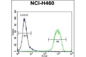 RAD54 Antibody (C-term) (ABIN655910 and ABIN2845309) flow cytometric analysis of NCI- cells (right histogram) compared to a negative control cell (left histogram). (ATRX 抗体  (C-Term))