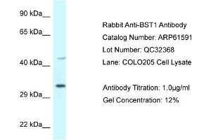 Western Blotting (WB) image for anti-Bone Marrow Stromal Cell Antigen 1 (BST1) (Middle Region) antibody (ABIN2788845) (BST1 抗体  (Middle Region))