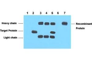 Immunoprecipitation analysis of Lane 1: Untransfected 293 cell lysate, Lane 2: Transfected 293 cell lysate with VSV-G-tag fusion protein, Lane 3: IP (untransfected 293 + VSV-G tag monoclonal antibody, clone 8D6 + Protein G agarose) , Lane 4: IP (transfected 293 + normal Mouse IgG + Protein G agarose), Lane 5: IP (transfected 293 + VSV-G tag monoclonal antibody, clone 8D6 + Protein G agarose), Lane 6: IP (transfected 293 + Protein G agarose), Lane 7: Recombinant protein (E. (VSV-g Tag 抗体)