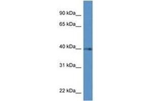 Image no. 1 for anti-Prostaglandin D2 Receptor (PTGDR) (AA 290-339) antibody (ABIN6746970)