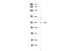 anti-Retinoblastoma Binding Protein 4 (RBBP4) (C-Term) antibody