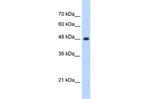 WB Suggested Anti-UNC84B Antibody Titration:  0. (SUN2 抗体  (C-Term))