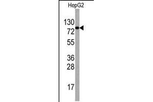 Western blot analysis of anti-EIF4B Antibody Pab in HepG2 cell line lysates (35ug/lane). (EIF4B 抗体  (AA 353-382))