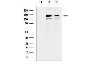 anti-Family with Sequence Similarity 83, Member H (FAM83H) antibody