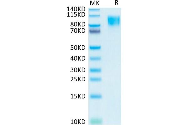 PDGFRB Protein (AA 33-530) (His-Avi Tag)