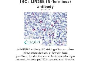Image no. 2 for anti-Lin-28 Homolog B (LIN28B) (N-Term) antibody (ABIN2852407)