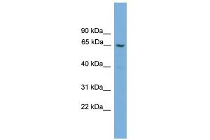 WB Suggested Anti-GGT2 Antibody Titration:  0. (gGT2 抗体  (N-Term))