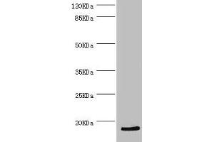 Western blot All lanes: HBZ antibody at 2. (HBZ 抗体  (AA 1-142))