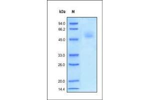 SDS-PAGE (SDS) image for TNF Receptor Superfamily, Member 6 (FAS) (AA 26-173) (Active) protein (Fc Tag) (ABIN2181070)