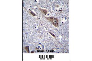 ELAVL2 Antibody immunohistochemistry analysis in formalin fixed and paraffin embedded human brain tissue followed by peroxidase conjugation of the secondary antibody and DAB staining. (ELAVL2 抗体  (AA 156-184))