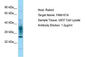 Host: Rabbit Target Name: FAM167A Sample Type: U937 Whole Cell lysates Antibody Dilution: 1. (FAM167A 抗体  (C-Term))