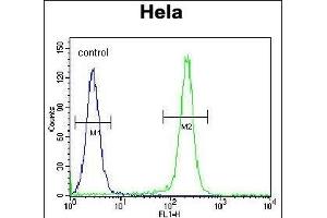 FNIP2 Antibody (C-term) (ABIN654611 and ABIN2844311) flow cytometric analysis of Hela cells (right histogram) compared to a negative control cell (left histogram). (FNIP2 抗体  (C-Term))